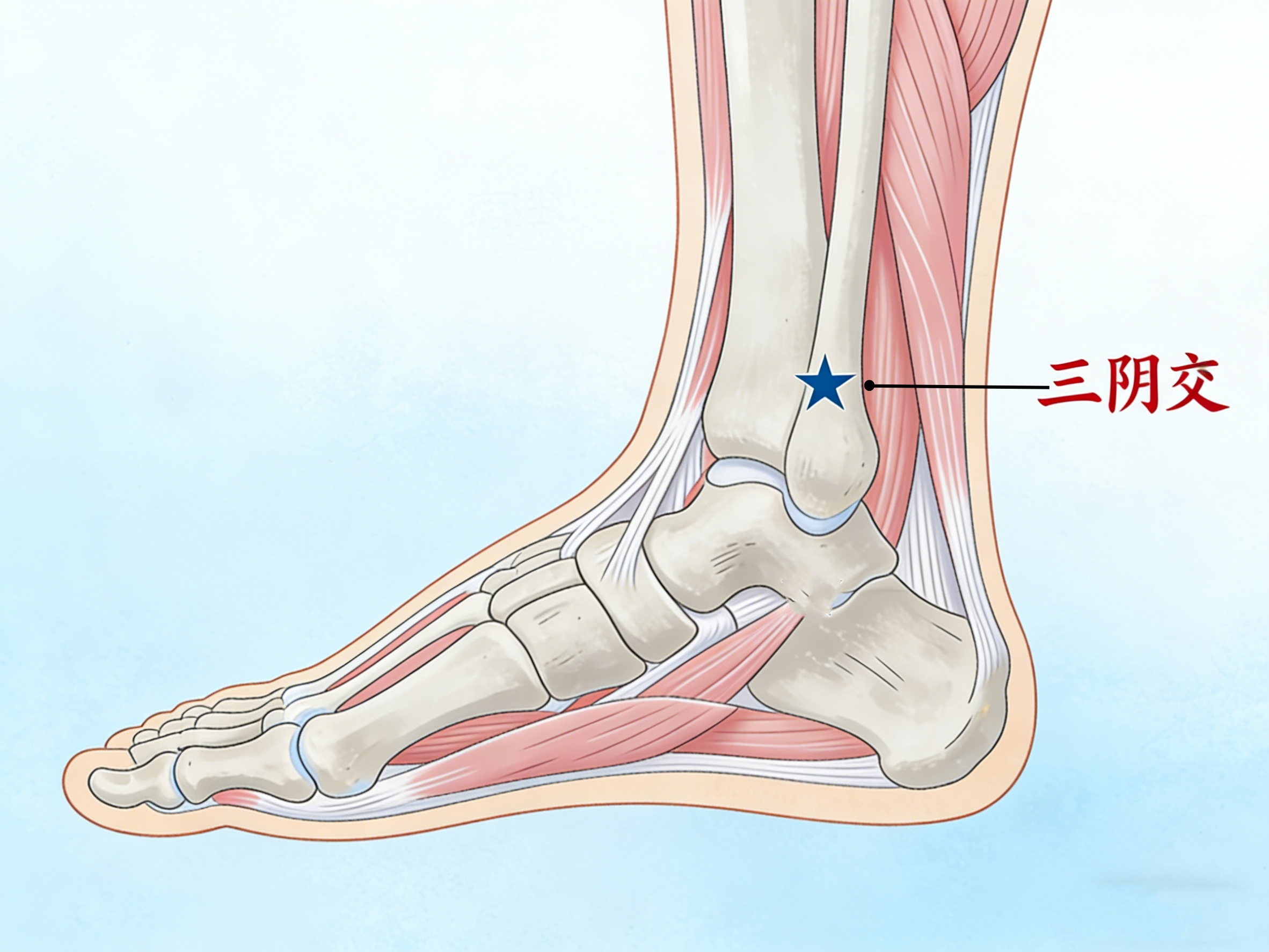 三阴交--AI--修改